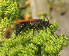 Calopompilus pyrrhomelas