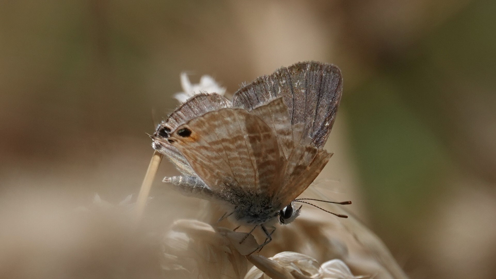 Pea Blue