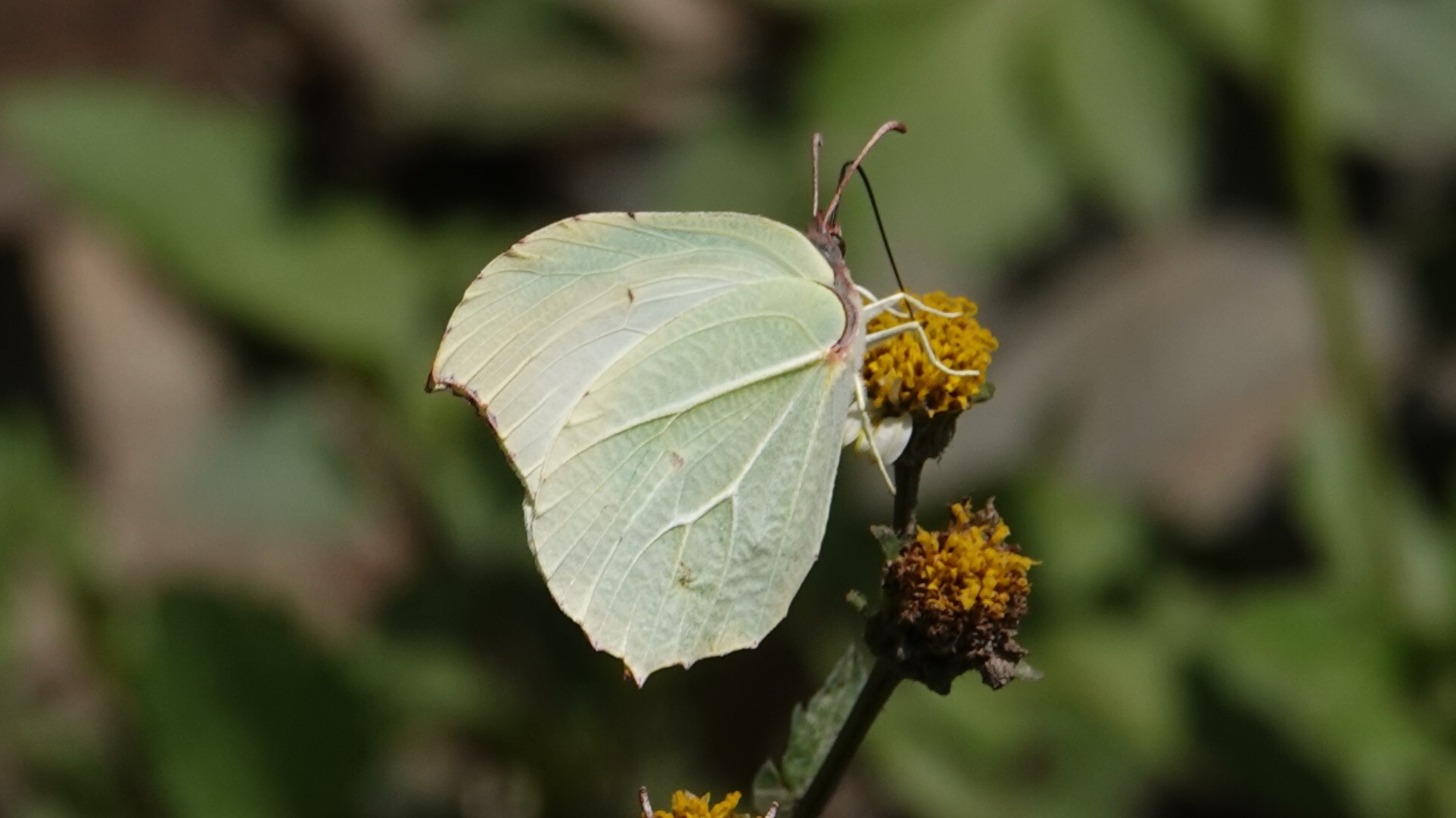 Pale Brimstone