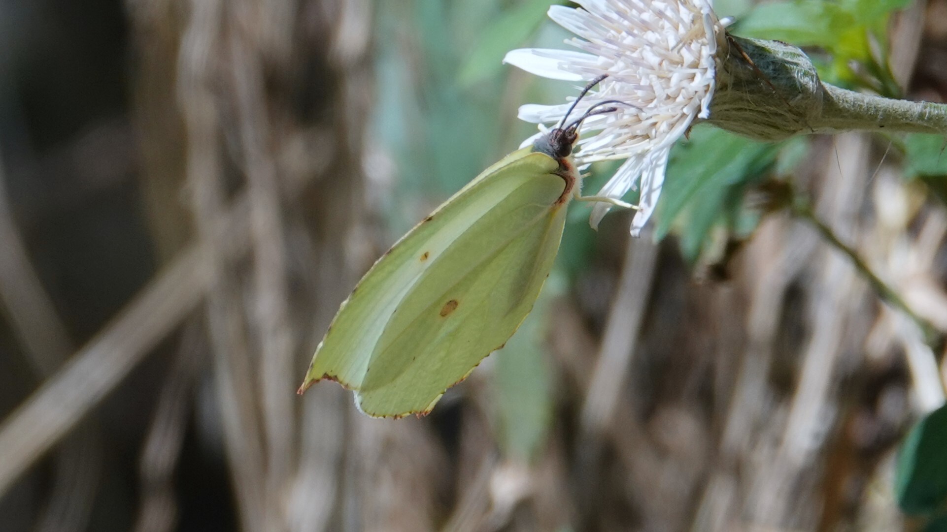 Pale Brimstone