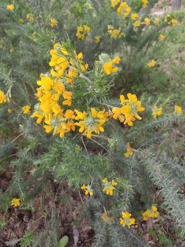 Adenocarpus decorticans