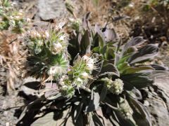 Phacelia egena