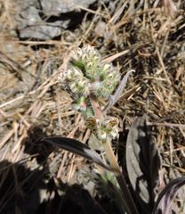 Phacelia egena