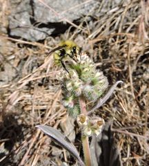 Phacelia egena