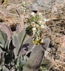 Phacelia egena
