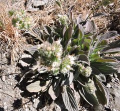 Phacelia egena