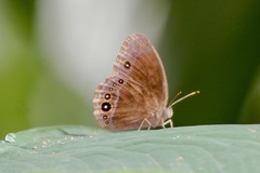 Mycalesis francisca