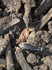 Epicauta cinerea-group