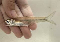 Oceanic Anchovy photo 3