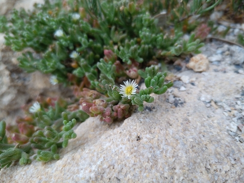 Mesembryanthemum nodiflorum