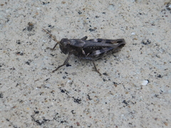 Melanoplus punctulatus