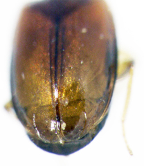 Pericompsus australis