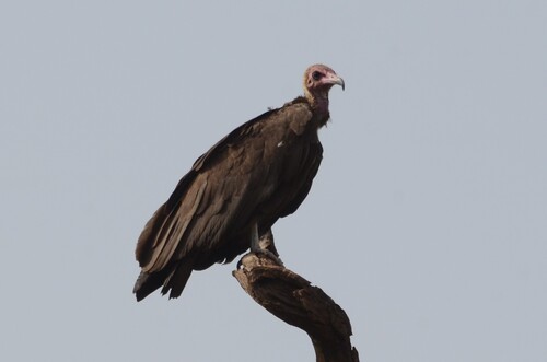 Hooded Vulture