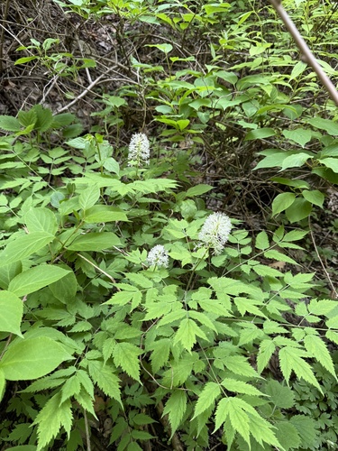 Actaea asiatica, photograph 3