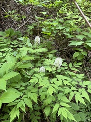 Actaea asiatica, photograph (c) Jane Charlen, some rights reserved (CC BY)