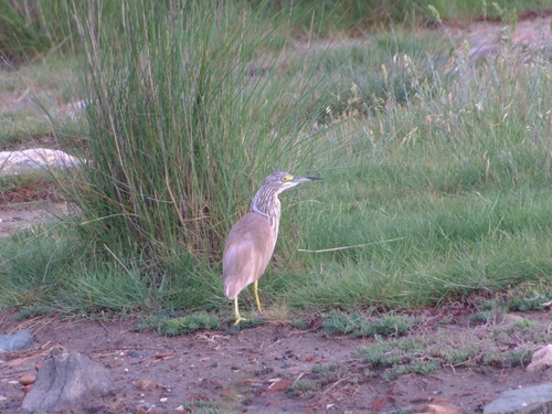 Garcilla cangrejera (Ardeola ralloides)