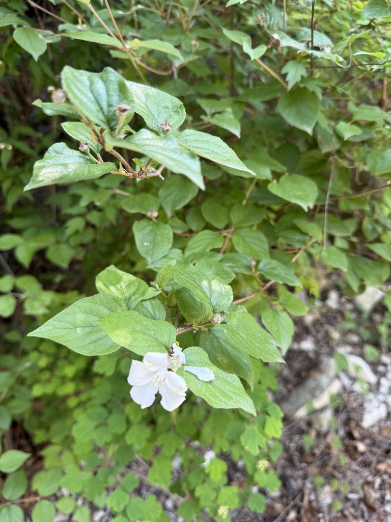 Largeflower deutzia (Deutzia grandiflora)
