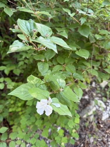 Largeflower deutzia (Deutzia grandiflora)