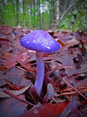 Cortinarius iodeoides