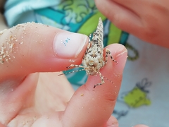 Sphingonotus candidus