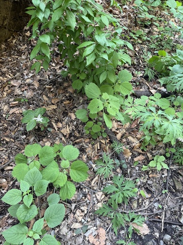 Cuspidate girardinia (Laportea cuspidata)