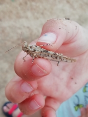 Sphingonotus candidus