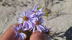 Symphyotrichum robynsianum