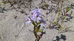 Symphyotrichum robynsianum