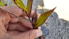 Symphyotrichum robynsianum