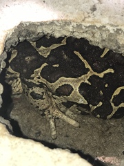 Sclerophrys mauritanica