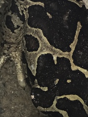 Sclerophrys mauritanica