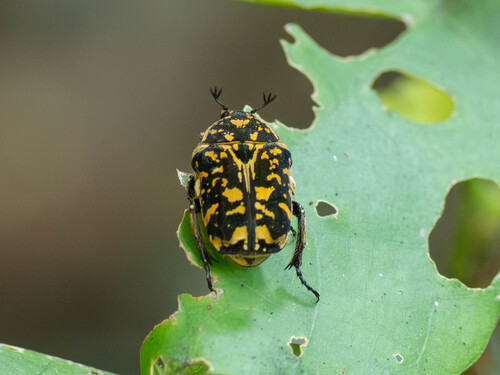 Genus Protaetiomorpha · iNaturalist