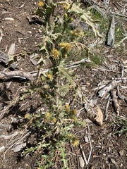 Cirsium parryi