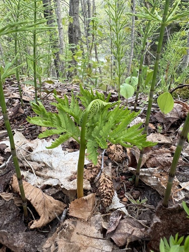Botrychium virginianum iNat (3)