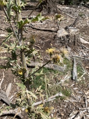 Cirsium parryi