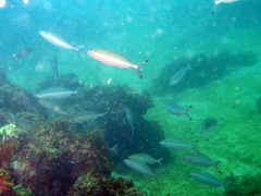 Pterocaesio digramma