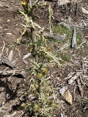 Cirsium parryi