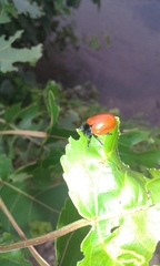 Chrysomela populi