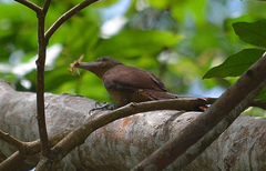 Dendrexetastes rufigula