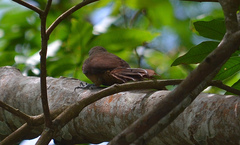 Dendrexetastes rufigula