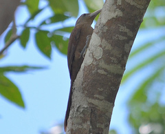 Dendrexetastes rufigula
