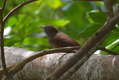 Dendrexetastes rufigula