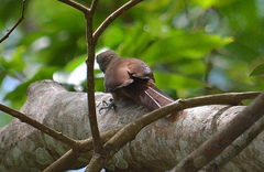 Dendrexetastes rufigula