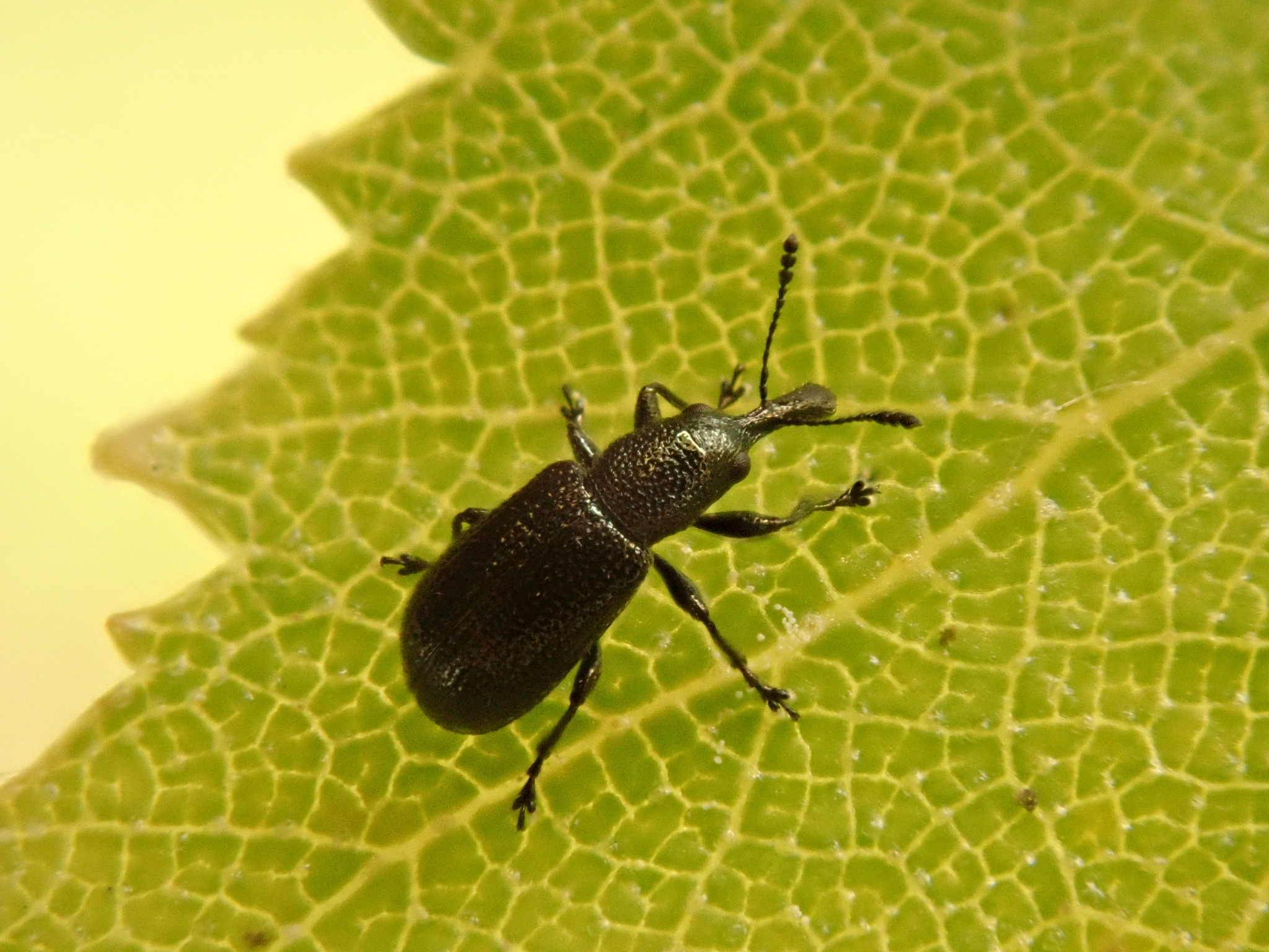 Temnocerus nanus
