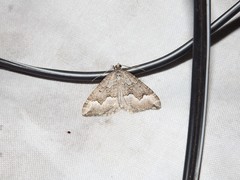 Chrysolarentia cryeropa