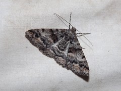 Gastrinodes argoplaca