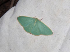 Chlorocoma assimilis