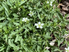 Pseudostellaria