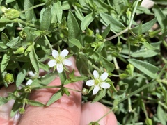 Pseudostellaria