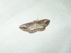 Dithalama cosmospila